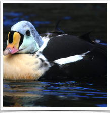 King Eider - Floating King Eider - Floating